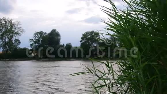 一个乡村池塘的全景带着芦苇黄昏时的村庄池塘黄昏的池塘视频的预览图