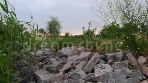 一个乡村池塘的全景带着芦苇黄昏时的村庄池塘黄昏的池塘视频的预览图