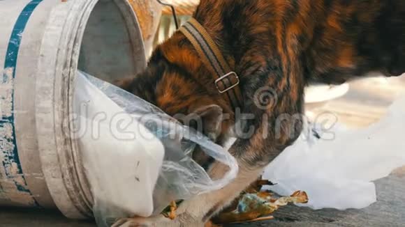 一只孤独的流浪狗在垃圾桶里寻找食物垃圾桶里堆满了包裹和食物视频的预览图
