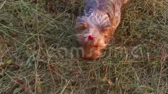 约克郡犬宠物狗沿着草地跑稳定镜头慢动作视频视频的预览图