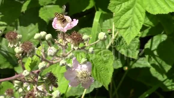 胡佛以黑莓灌木的花朵为食视频的预览图