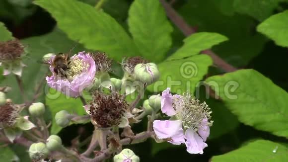 胡佛以黑莓灌木的花朵为食视频的预览图