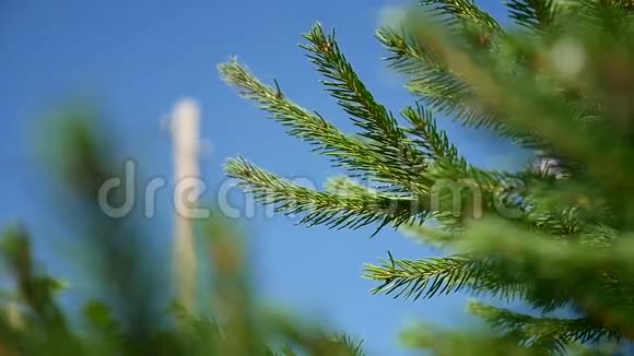 蓝天和你可以看到的绿色树枝视频视频的预览图