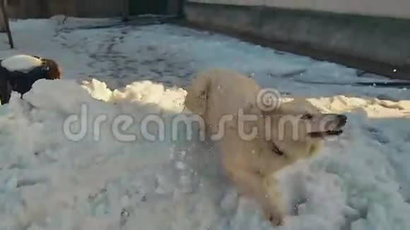 白色瑞士牧羊犬在雪中玩耍动作缓慢视频的预览图