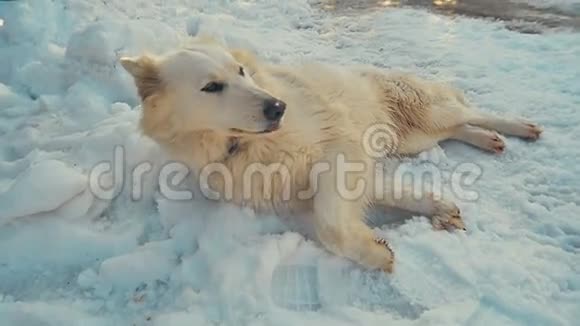 白色瑞士牧羊犬在雪中玩耍动作缓慢视频的预览图