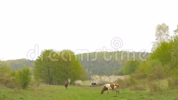小树林附近的牛春天视频的预览图