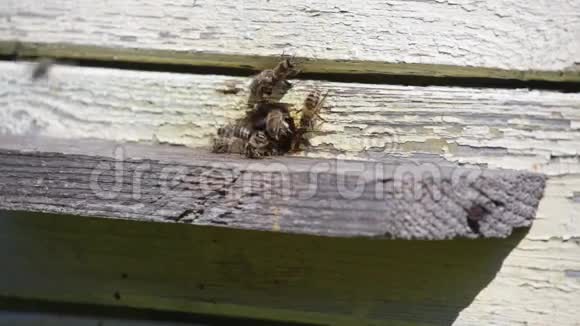 蜜蜂飞翔从蜂巢起飞视频的预览图