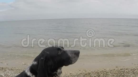 狗在海滩上抓一块食物视频的预览图