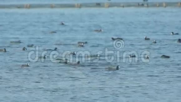 保加利亚波莫里盐湖里的黑鸭视频的预览图