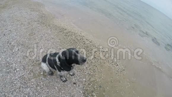 狗在海滩上抓一块食物视频的预览图