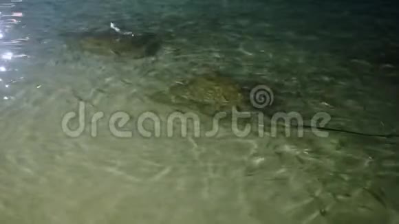 从岸上喂鲨鱼鳐鱼和鱼马尔代夫视频的预览图
