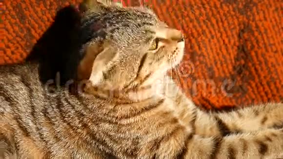 视频猫躺着闭着眼睛视频的预览图