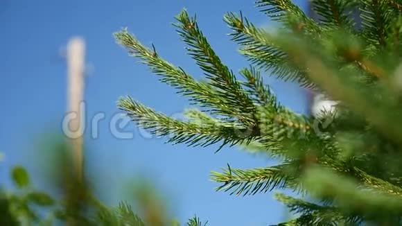 视频蓝天和你可以看到的绿色树枝视频的预览图