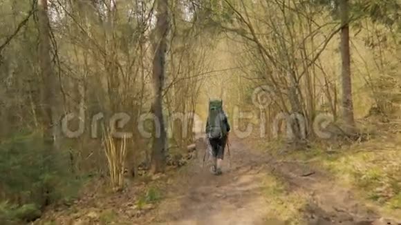 带着背包在夏日森林里散步的旅游妇女视频的预览图