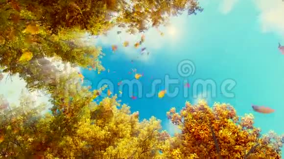 秋天的落叶和蓝天的背景视频的预览图
