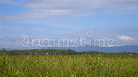 有蓝天和山景的稻田视频的预览图