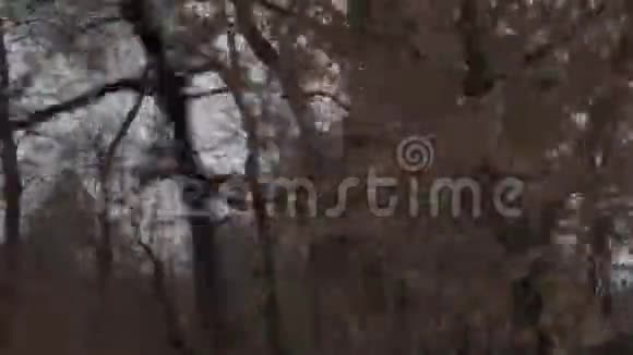 树间的纪念碑视频的预览图