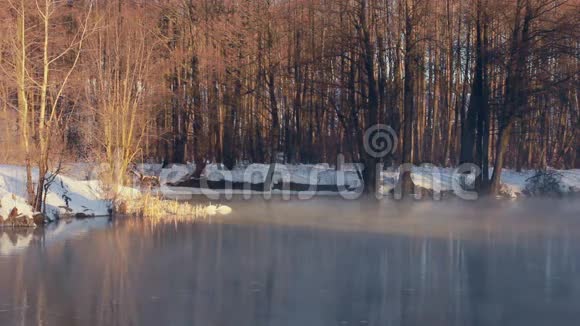 冬天的森林湖阳光下的白色天鹅冬天的早晨视频的预览图