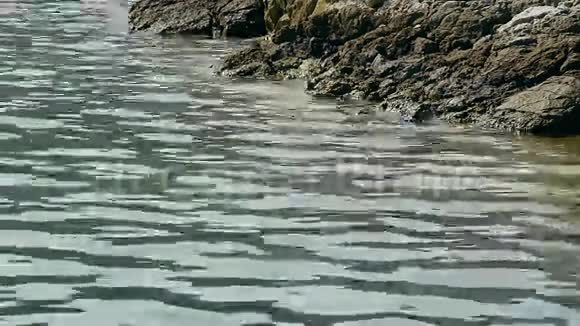 亚得里亚海岩石海岸视频的预览图