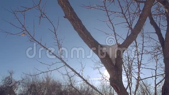 雪中的树枝冬日阳光明媚视频的预览图