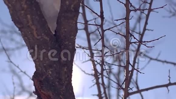 雪中的树枝冬日阳光明媚视频的预览图