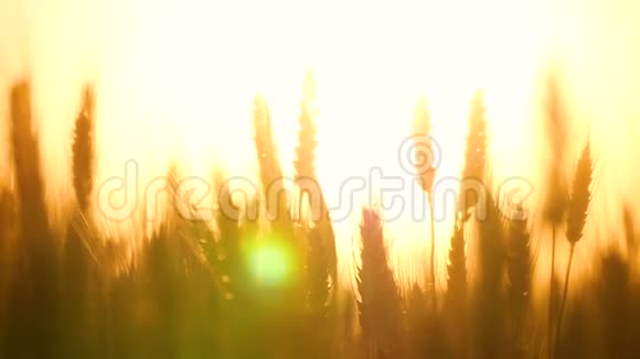 太阳背景下的一大堆小麦特写视频的预览图
