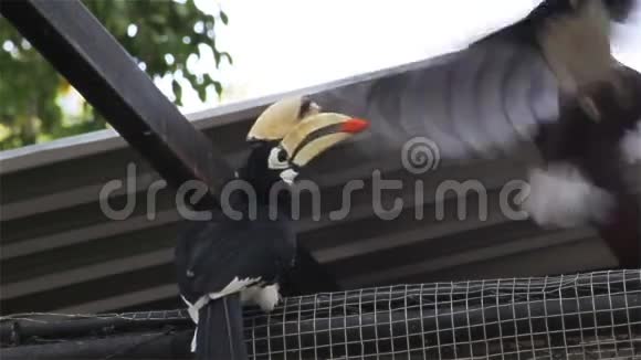 一对呼吸困难的大黄蜂鸟带着食物或水果在HD的栅栏上给雌性喂食视频的预览图