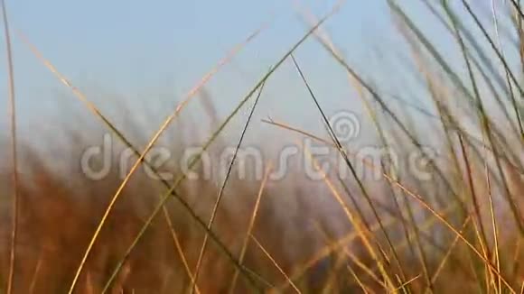 草在风中以金色的色调移动视频的预览图