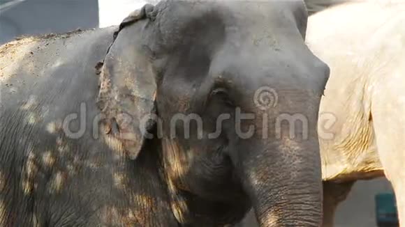 亚洲象的头和眼睛特写站在森林的树下视频的预览图