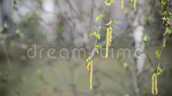 早春有柳絮的桦树枝视频的预览图