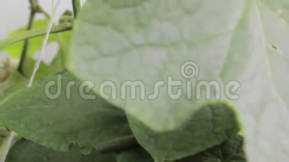 在温室里种黄瓜视频的预览图