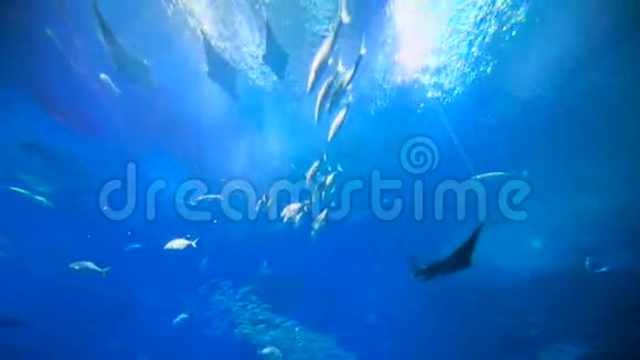 鱼学院石礁鲸鲨视频的预览图