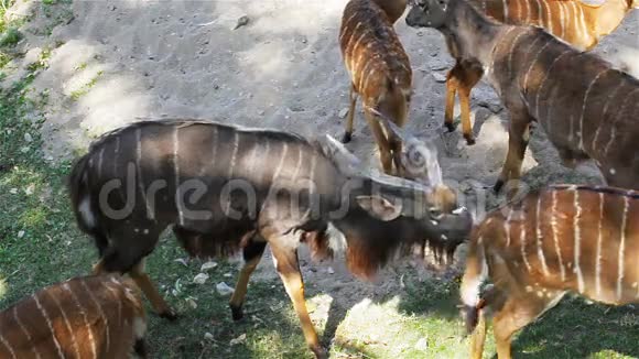 鹿科学名称斑点鹿或斧鹿哈特照顾雌鹿在HD视频的预览图