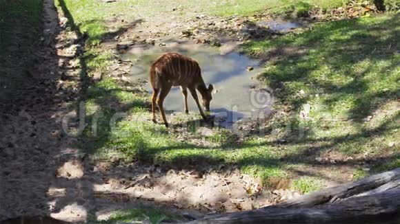 鹿科学命名为斑鹿或斧鹿在HD池塘里喝水视频的预览图