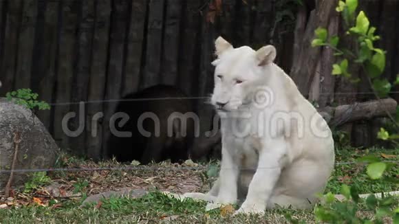 白狮幼狮与亚洲黑熊作为友谊的不同种类朋友在HD视频的预览图