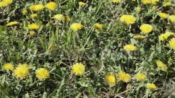 美丽的杂草与黄色蒲公英视频的预览图