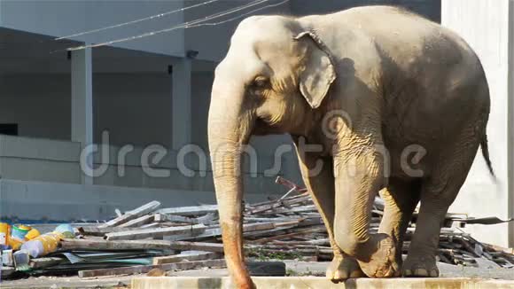 亚洲象在建筑工地喝水视频的预览图