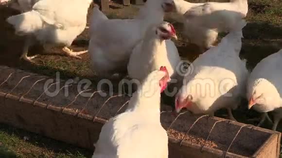 农家女用谷物喂肉鸡放大视频的预览图
