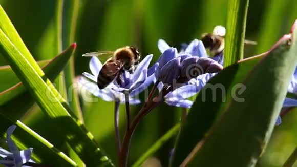 几只蜜蜂授粉春幼花视频的预览图