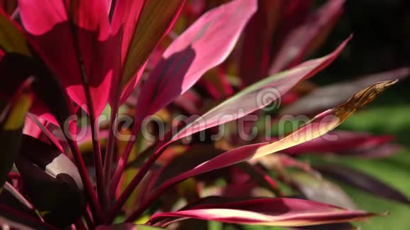 一朵红色美丽的热带花朵的特写宏观射击深度的场墨西哥玛雅里维埃拉的晴天视频的预览图
