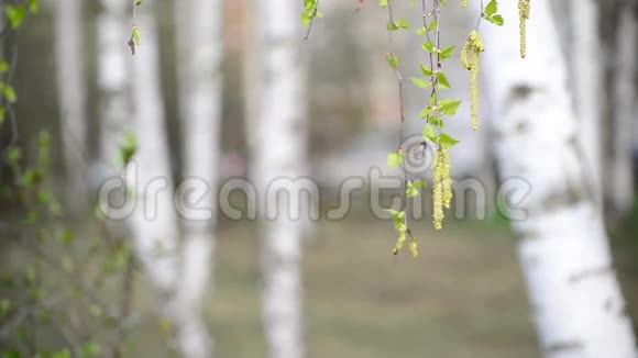 早春有柳絮的桦树枝视频的预览图
