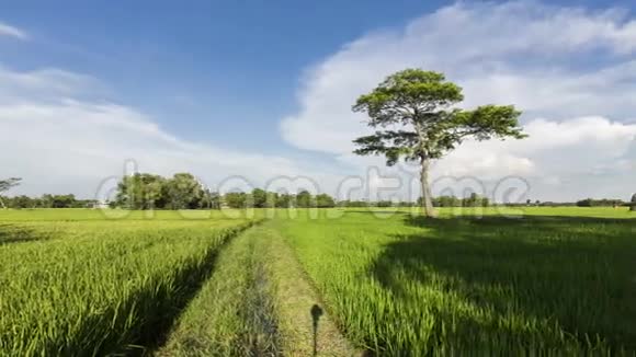 一棵树在农村的稻田上乌云密布4k或全高清视频的预览图