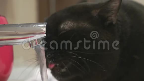 黑猫从水龙头里喝水视频的预览图