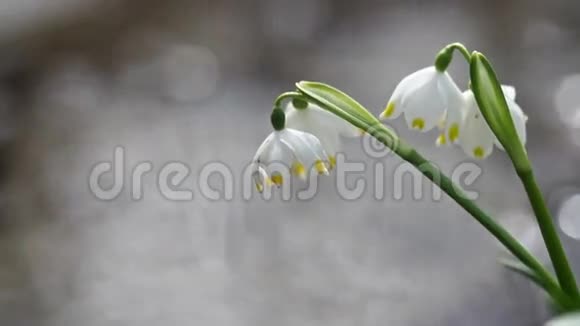 初春的雪滴的景色视频的预览图