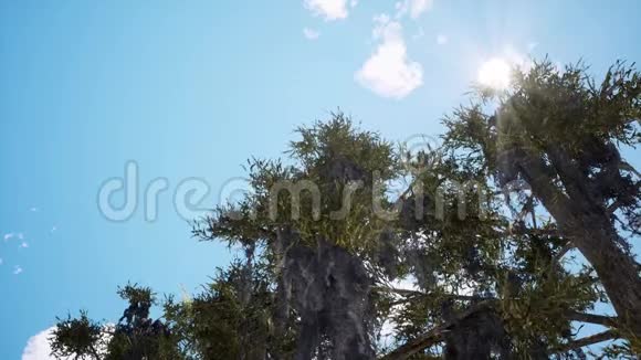 晴天的老松树三维动画视频的预览图