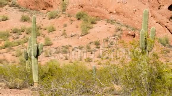 亚利桑那沙漠景观红岩仙人掌干旱景观视频的预览图
