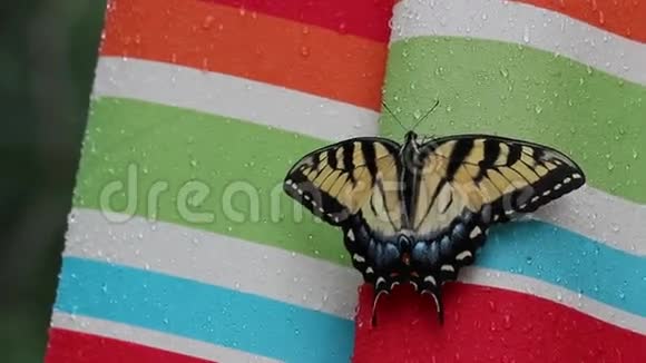 旧大陆燕尾蝶视频的预览图