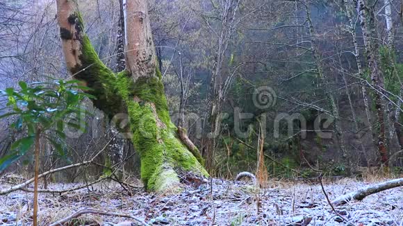 在平壤森林里一棵长满苔藓的树周围旅行录像视频的预览图