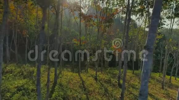 泰国热带丛林日落无人机飞行野山自然树和棕榈cheolan龙公园视频的预览图