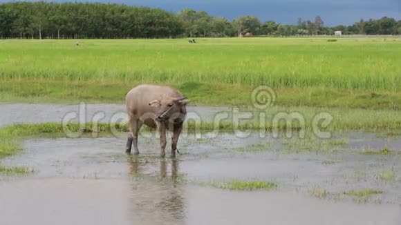 水牛在稻田里吃草视频的预览图